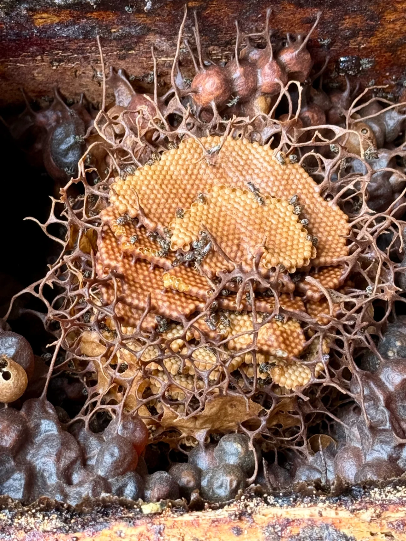 Trigona stingless bee hive interior